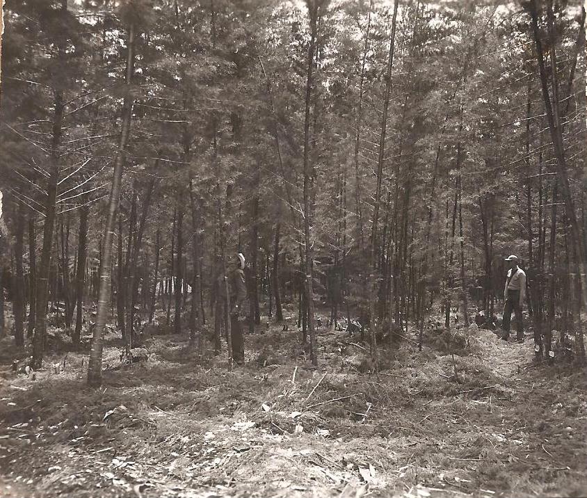 Acuerdo 26 de 1951 - Crea el Instituto Forestal en la Facultad de Agronomía